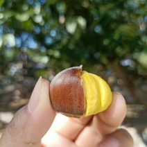 【精品】板栗苗嫁接板栗苗出售实生板栗苗