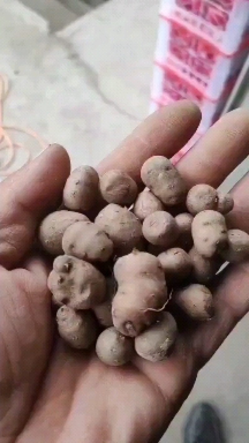 灵宝铁棍山药豆大量上市了，本人提供厂地欢迎前来收购。