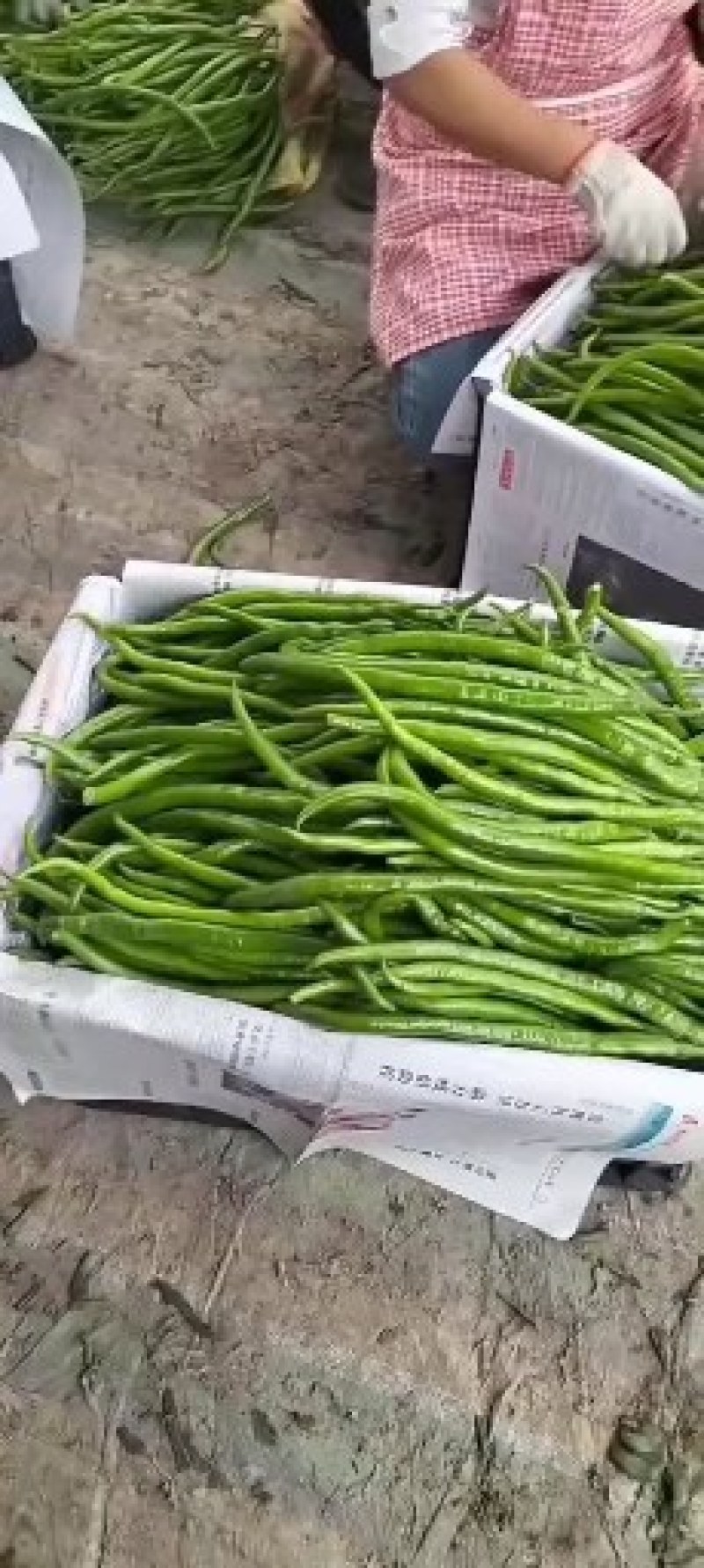 万亩精品薄皮301泡椒线椒大量上市商超均可发货实力代办