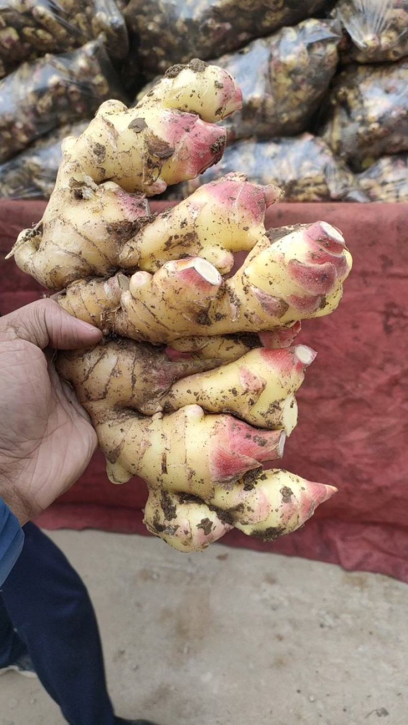 鲜姜生姜价格不高大量上市货源稳定欢迎咨询