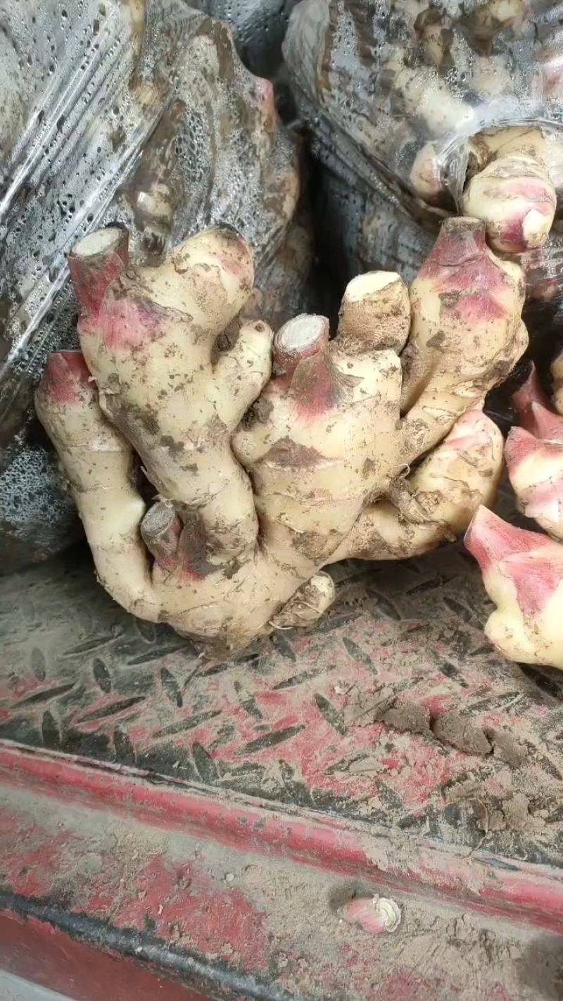 鲜姜生姜价格不高大量上市货源稳定欢迎咨询