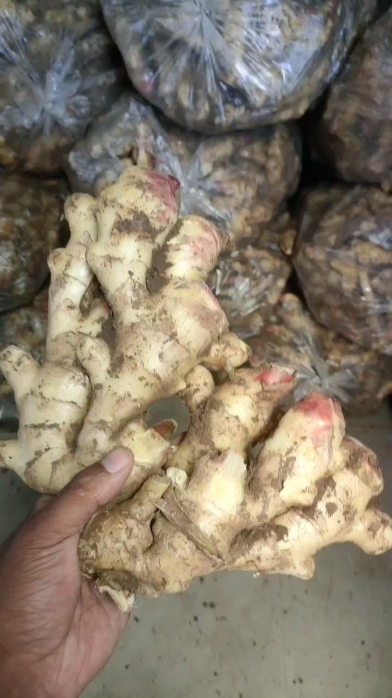 鲜姜生姜价格不高大量上市货源稳定欢迎咨询