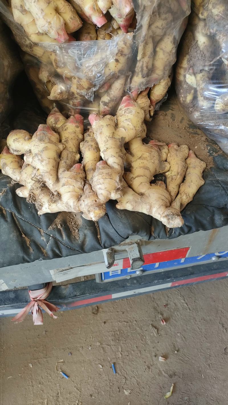 鲜姜生姜价格不高大量上市货源稳定欢迎咨询