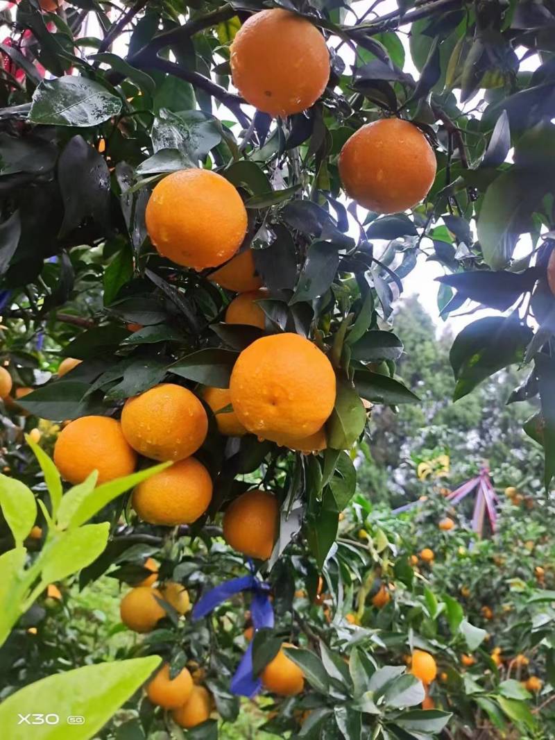 四川爱媛果冻橙大量上市