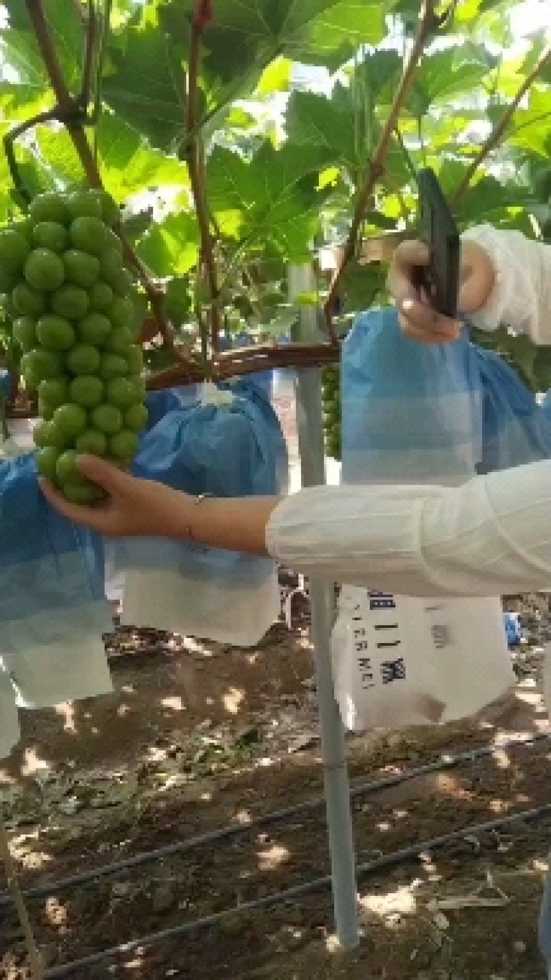 阳光玫瑰葡萄种植园五百亩需要的私聊我价格好谈