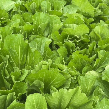 云南自家基地种植芥菜量大干净无杂不烧心规格齐全承接加工批发