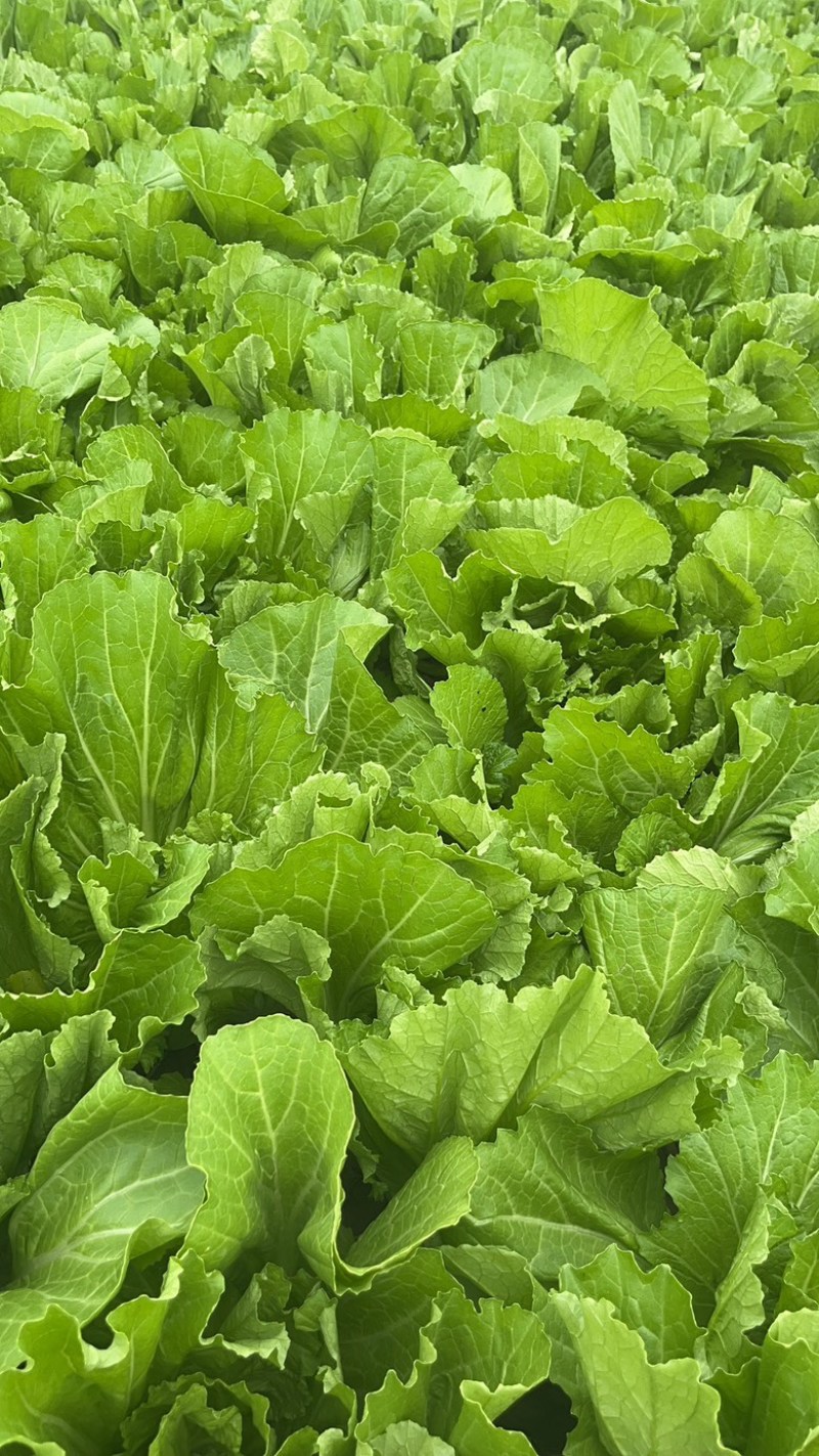 云南自家基地种植芥菜量大干净无杂不烧心规格齐全承接加工批发