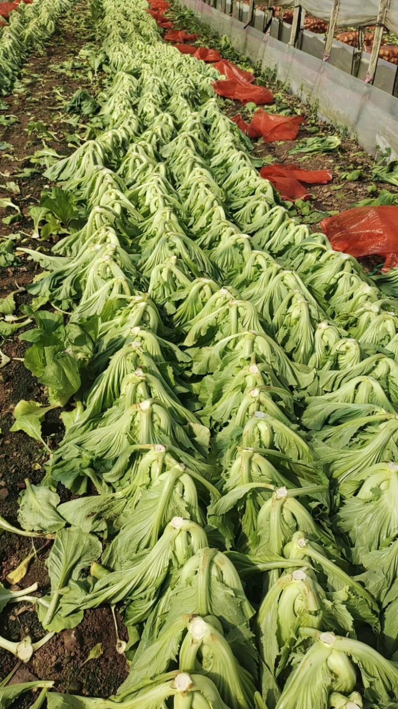 云南自家基地种植芥菜量大干净无杂不烧心规格齐全承接加工批发