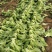 云南自家基地种植芥菜量大干净无杂不烧心规格齐全承接加工批发