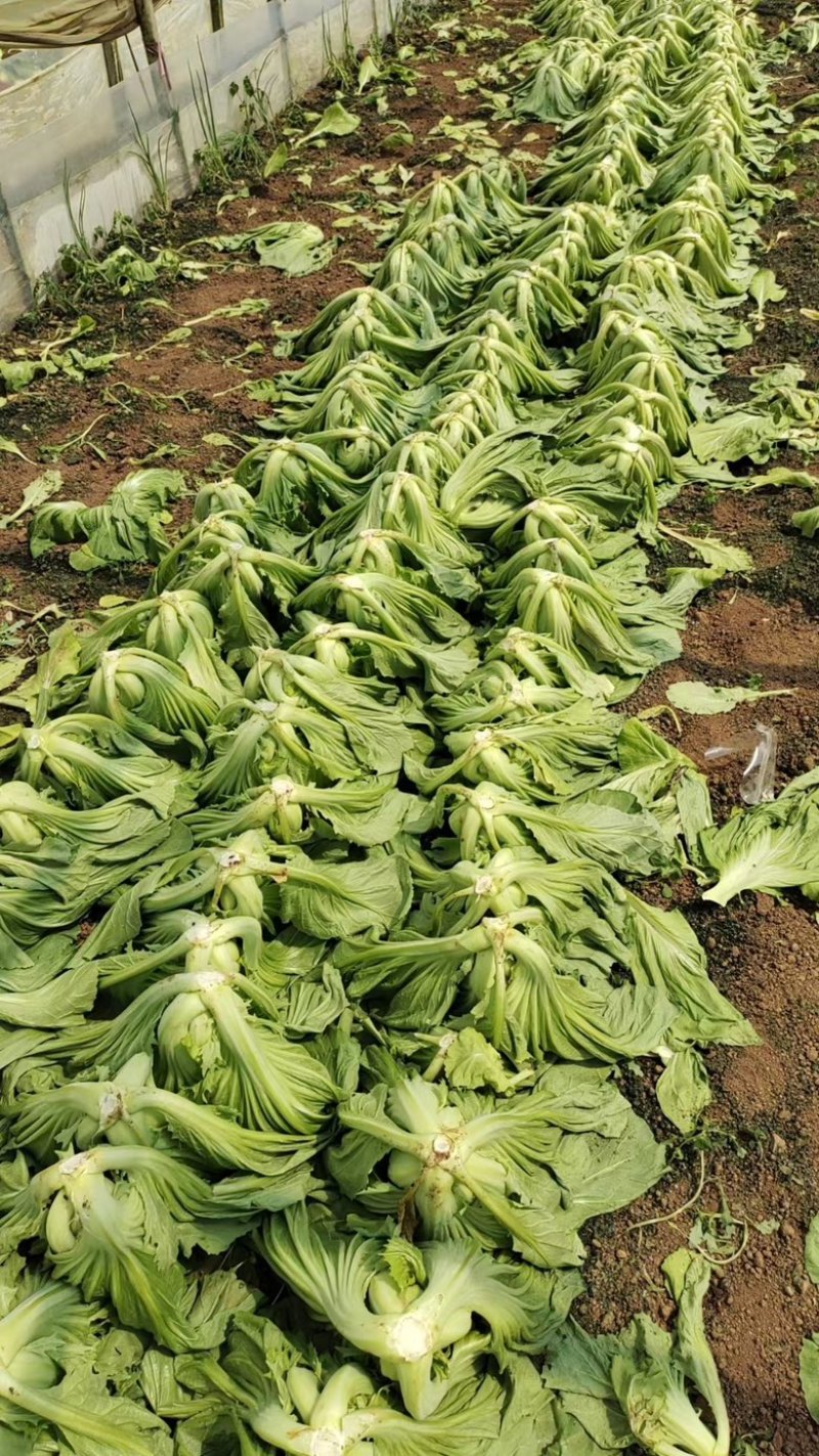 云南自家基地种植芥菜量大干净无杂不烧心规格齐全承接加工批发