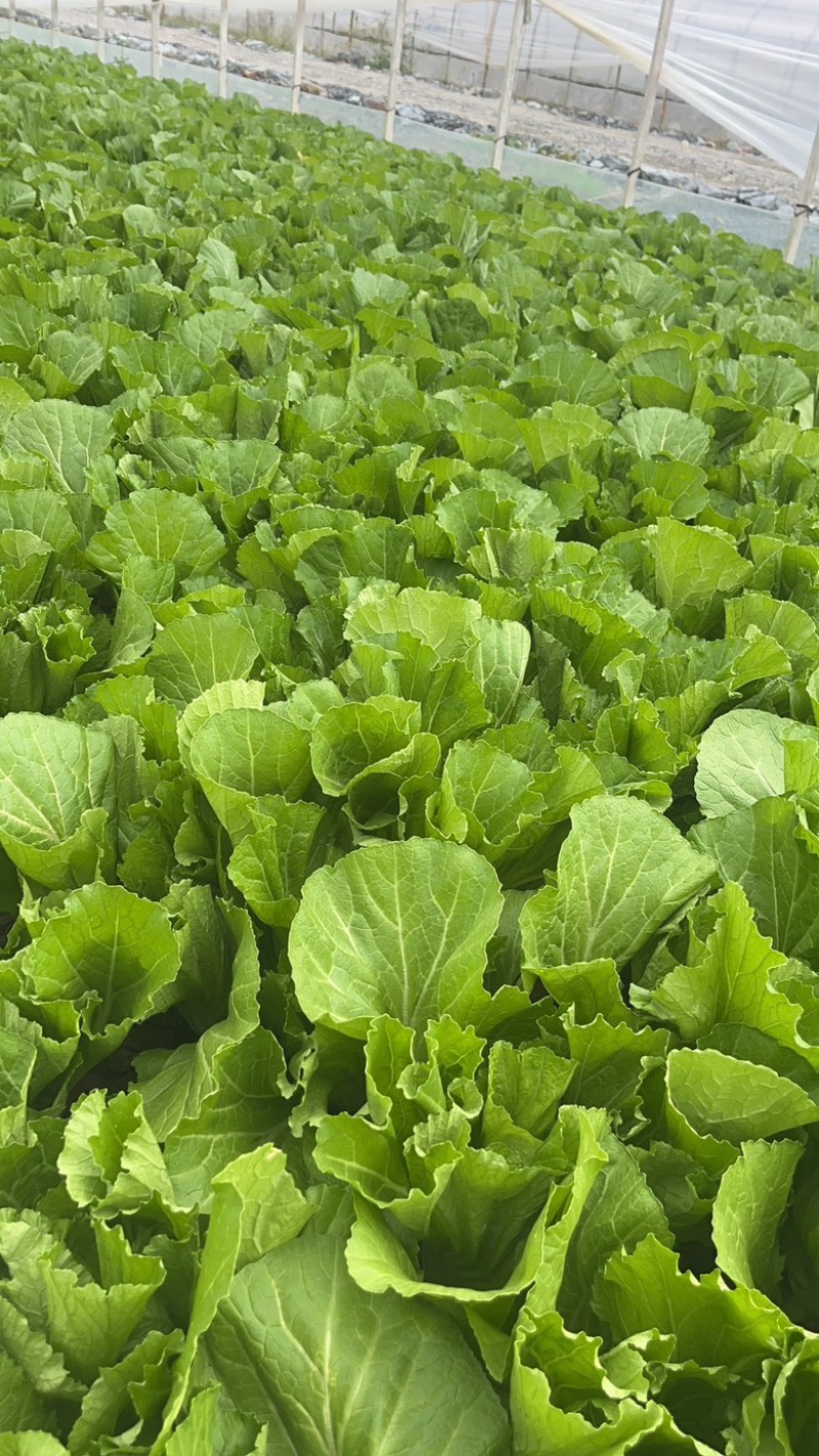 云南自家基地种植芥菜量大干净无杂不烧心规格齐全承接加工批发