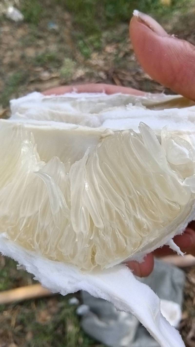 安江冰糖柚子，个头虽小，但水份足，颗粒饱满，甜甜的脆脆的