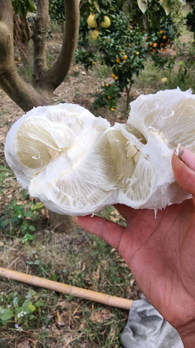 安江冰糖柚子，个头虽小，但水份足，颗粒饱满，甜甜的脆脆的