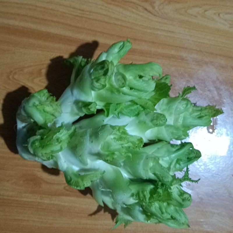 儿菜，特早熟儿菜