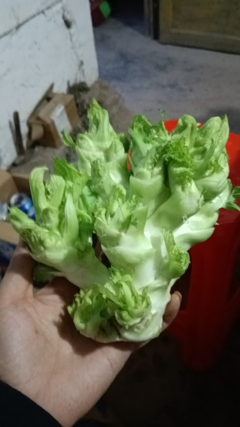 儿菜，特早熟儿菜