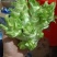 儿菜，特早熟儿菜