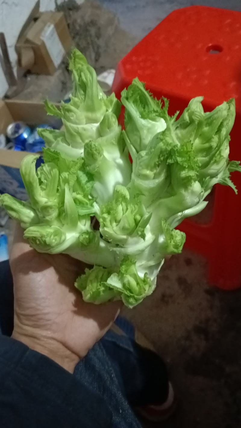 儿菜，特早熟儿菜