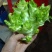 儿菜，特早熟儿菜