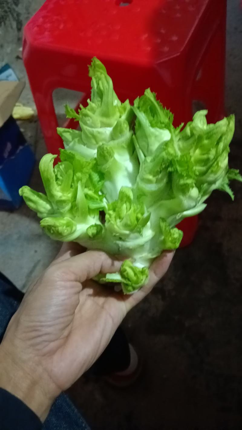 儿菜，特早熟儿菜