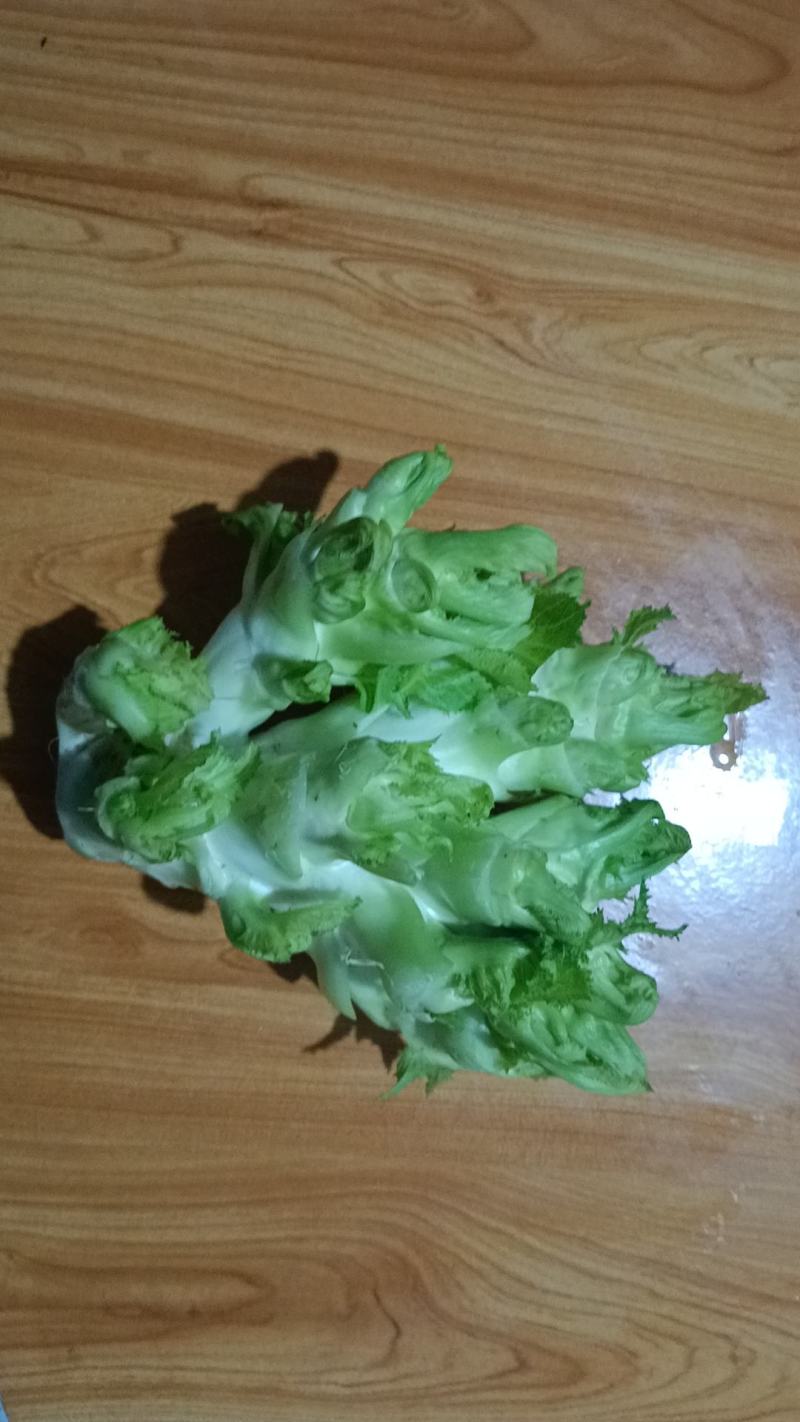 儿菜，特早熟儿菜