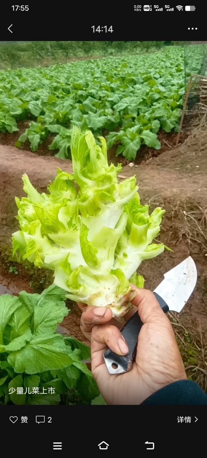 儿菜，特早熟儿菜