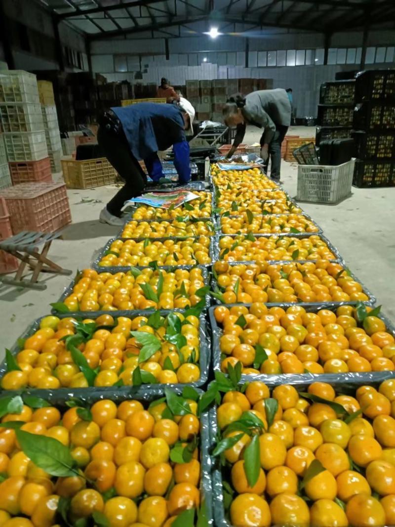 蜜橘丹江口蜜橘产区直发保质保量发货全国