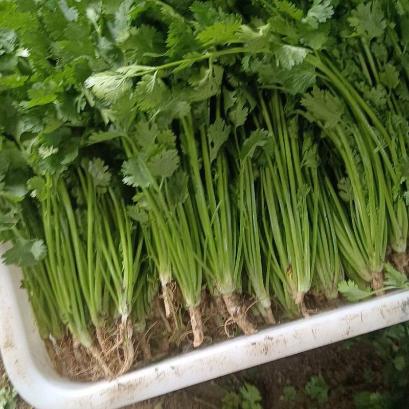 铁杆青香菜，大量供应电商商超以及各大市场按需