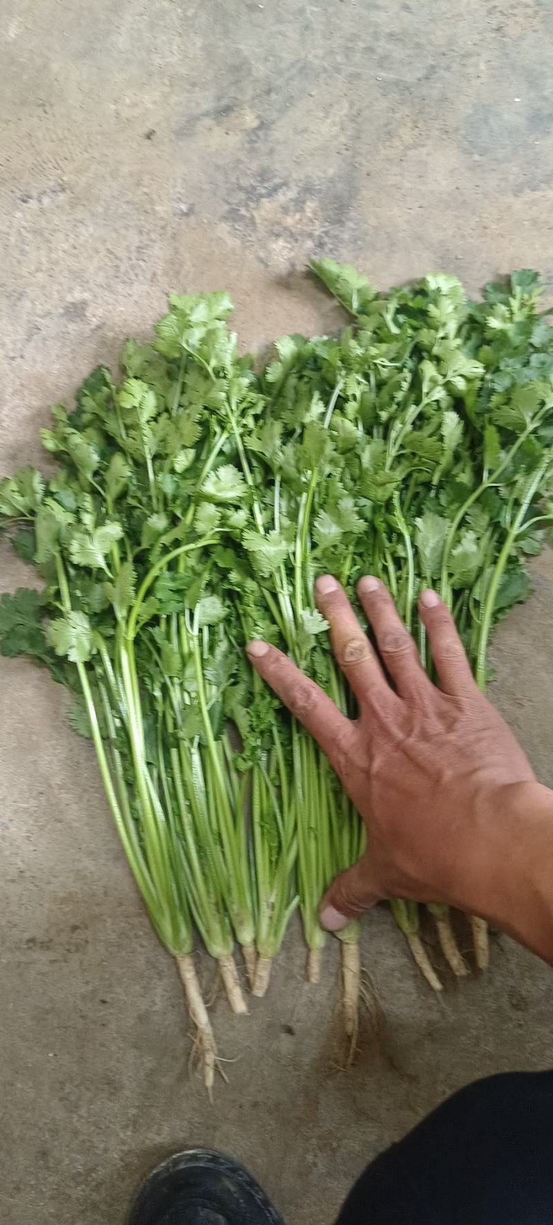 铁杆青香菜，大量供应电商商超以及各大市场按需