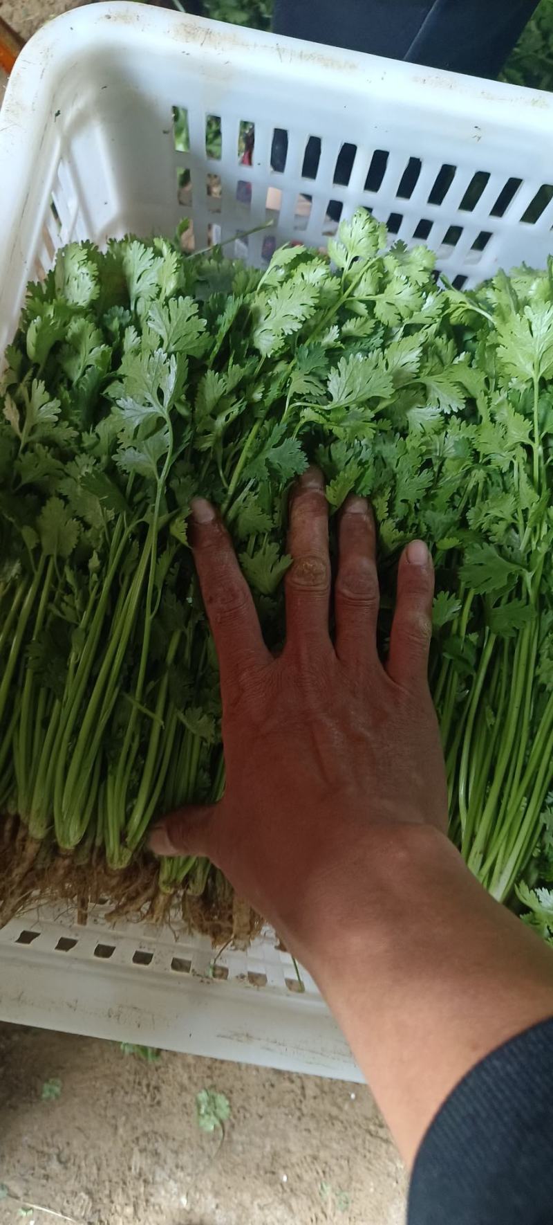 铁杆青香菜，大量供应电商商超以及各大市场按需