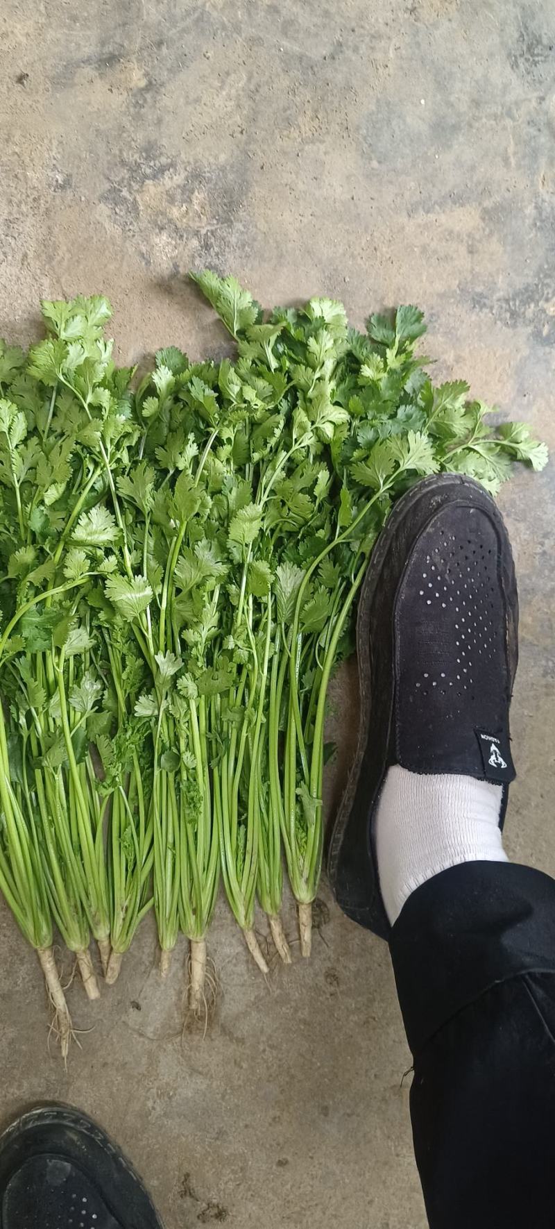 铁杆青香菜，大量供应电商商超以及各大市场按需