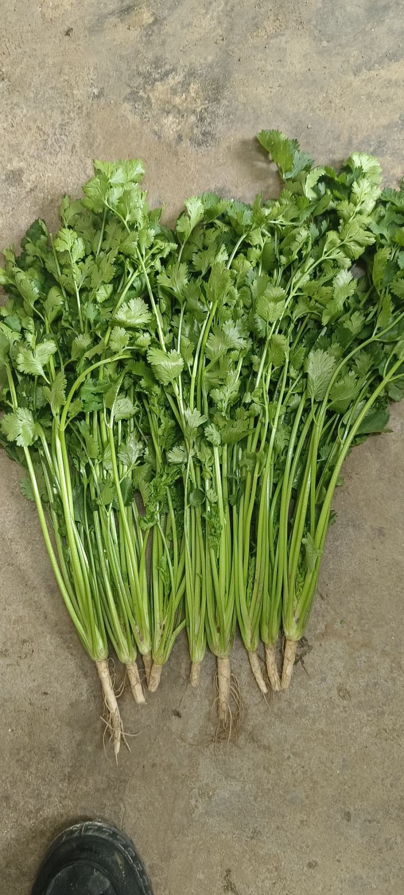 铁杆青香菜，大量供应电商商超以及各大市场按需
