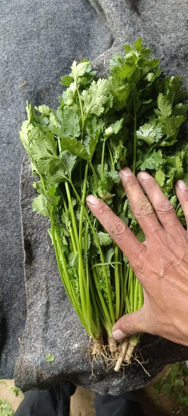 铁杆青香菜，大量供应电商商超以及各大市场按需