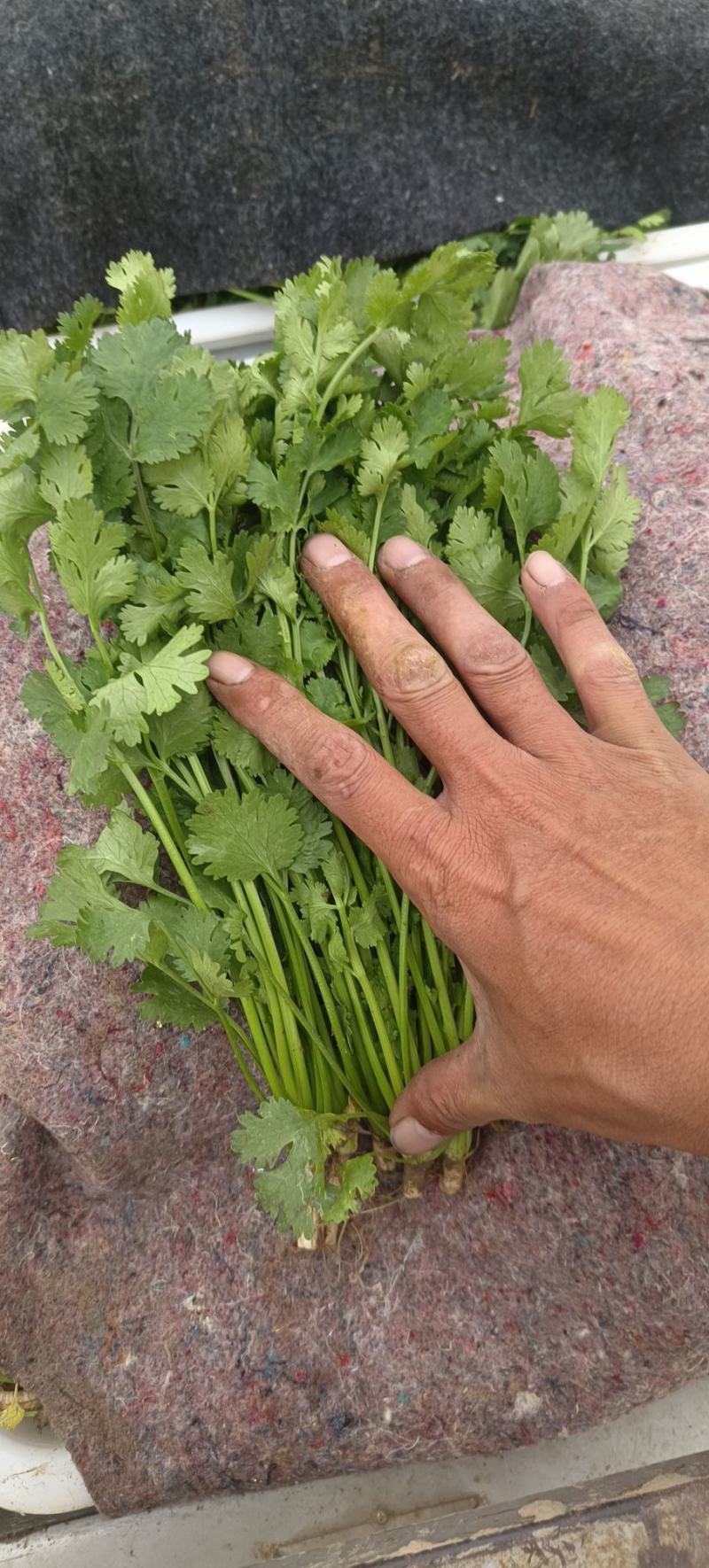 铁杆青香菜，大量供应电商商超以及各大市场按需