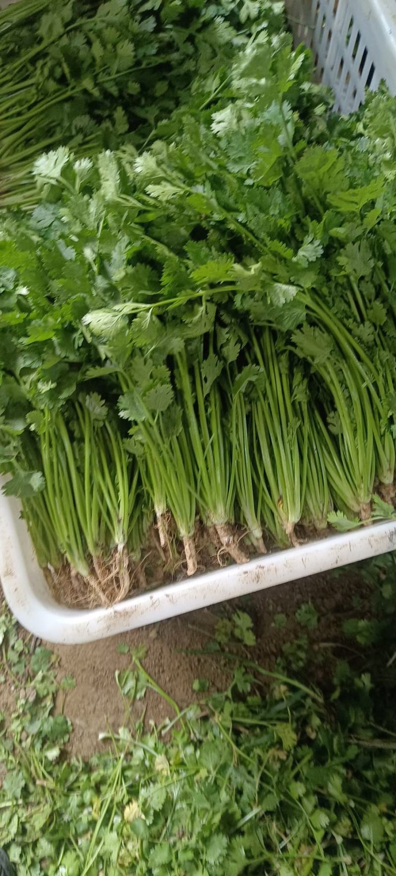 铁杆青香菜，大量供应电商商超以及各大市场按需