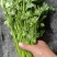 铁杆青香菜，大量供应电商商超以及各大市场按需