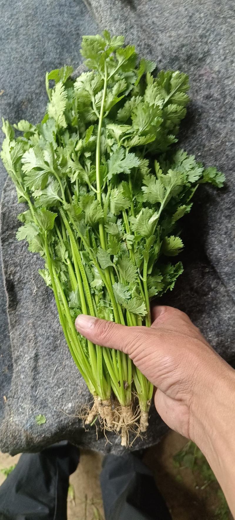 铁杆青香菜，大量供应电商商超以及各大市场按需