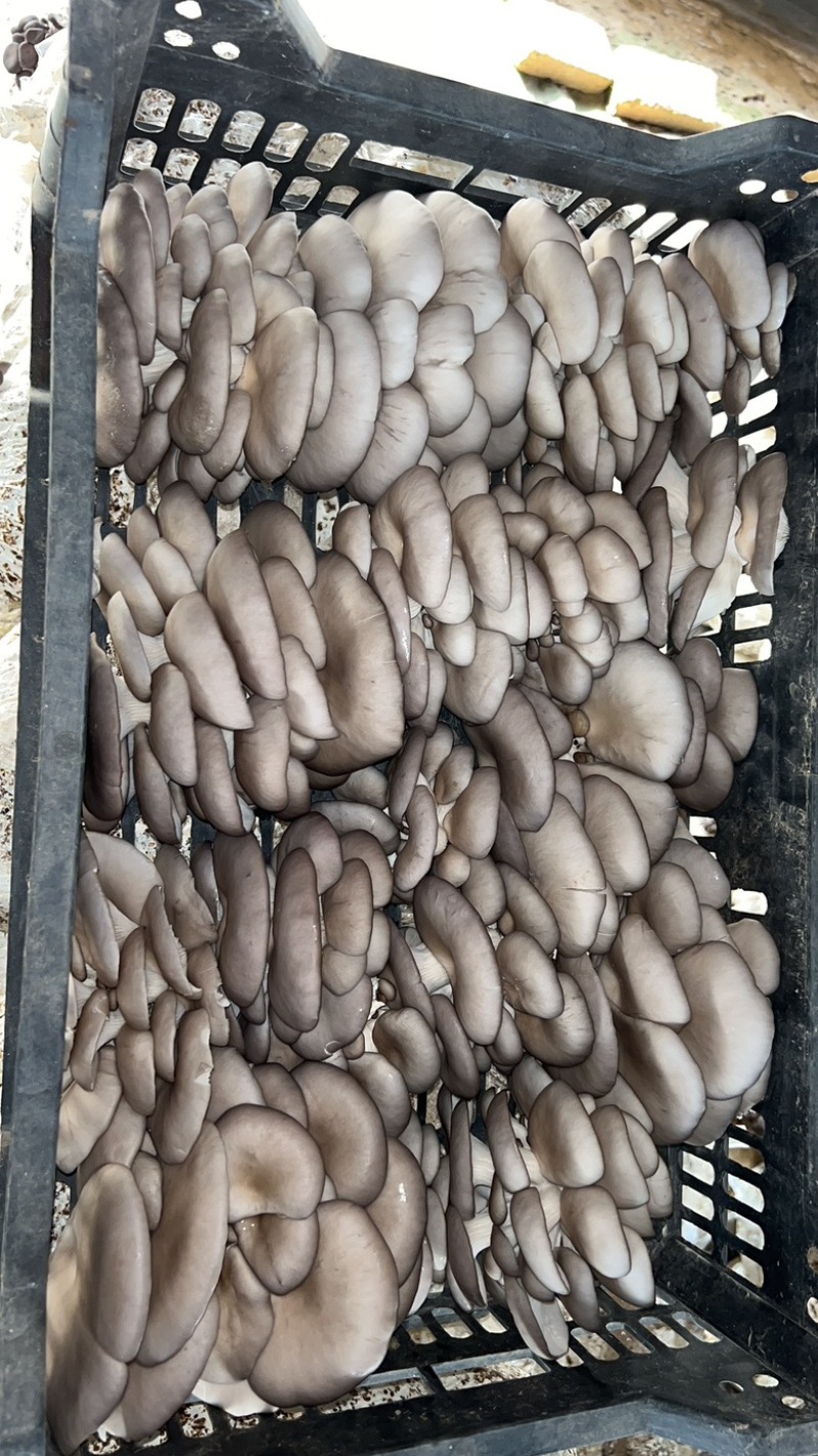 山东临清平菇基地开始大量出货，对接批发市场