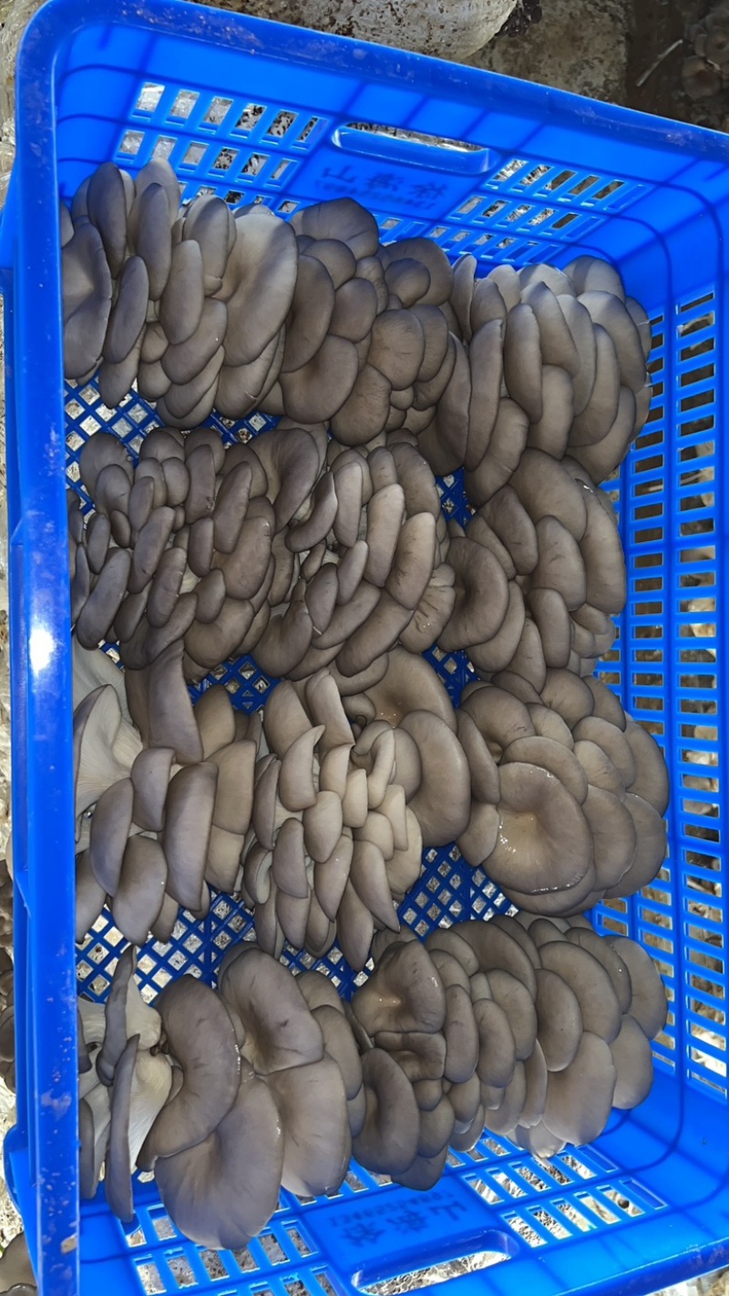 山东临清平菇基地开始大量出货，对接批发市场