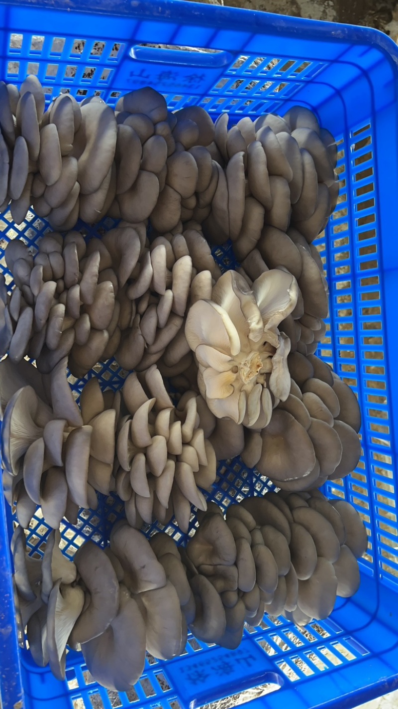 山东临清平菇基地开始大量出货，对接批发市场