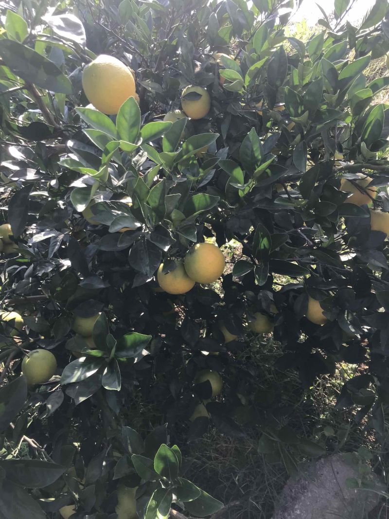 湖北纽和尔脐橙大量供应，欢迎咨询品质保证