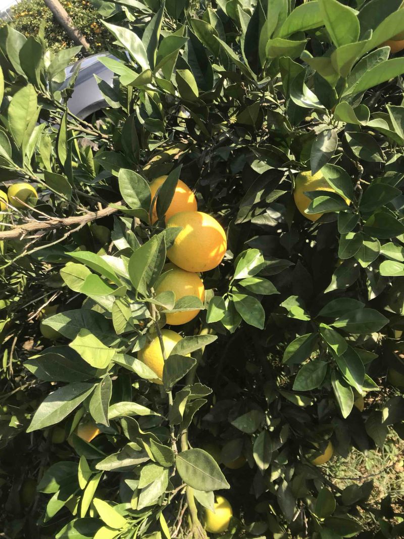 湖北纽和尔脐橙大量供应，欢迎咨询品质保证