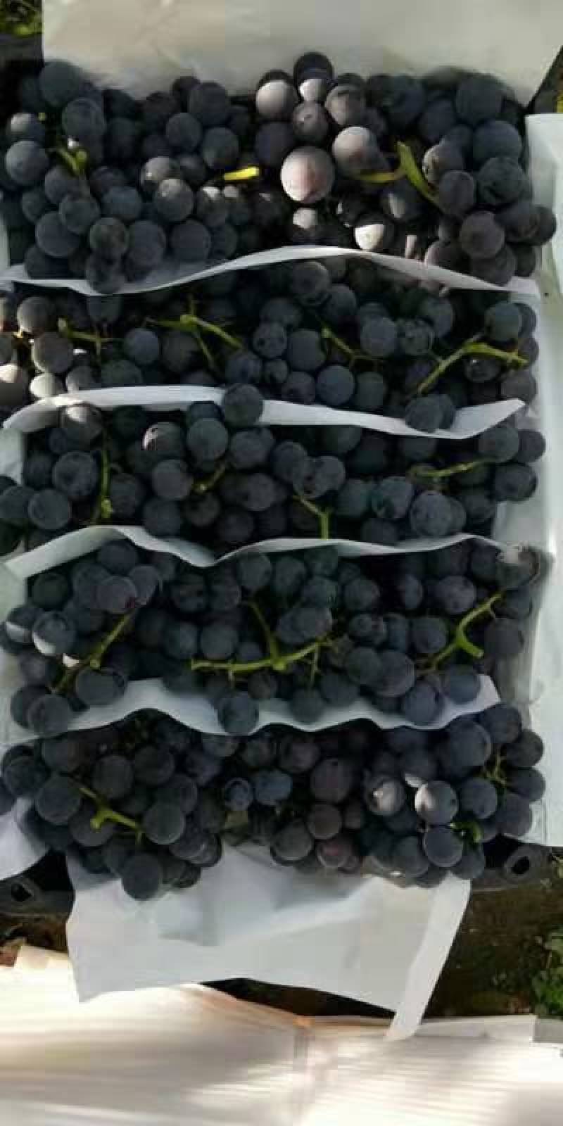 巨峰葡萄大量现货可以媲美福安巨峰葡萄软枝巨峰！品质好价格