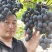 巨峰葡萄大量现货可以媲美福安巨峰葡萄软枝巨峰！品质好价格