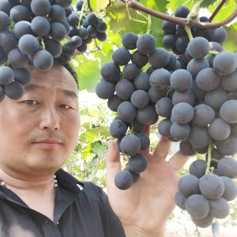 巨峰葡萄大量现货可以媲美福安巨峰葡萄软枝巨峰！品质好价格