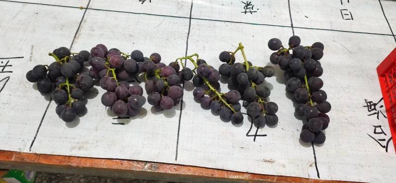 巨峰葡萄大量现货可以媲美福安巨峰葡萄软枝巨峰！品质好价格
