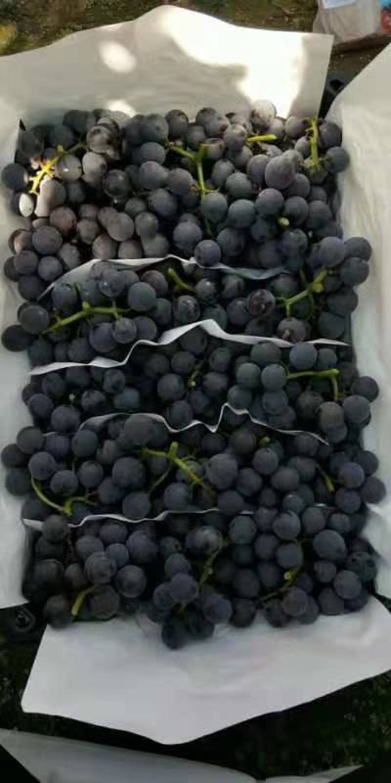 巨峰葡萄大量现货可以媲美福安巨峰葡萄软枝巨峰！品质好价格