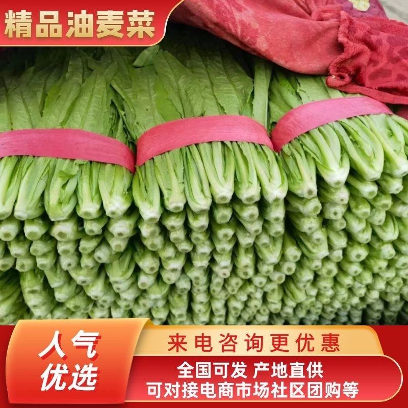 邯郸油麦菜大量供应暖棚油麦菜，产地直发一手货源