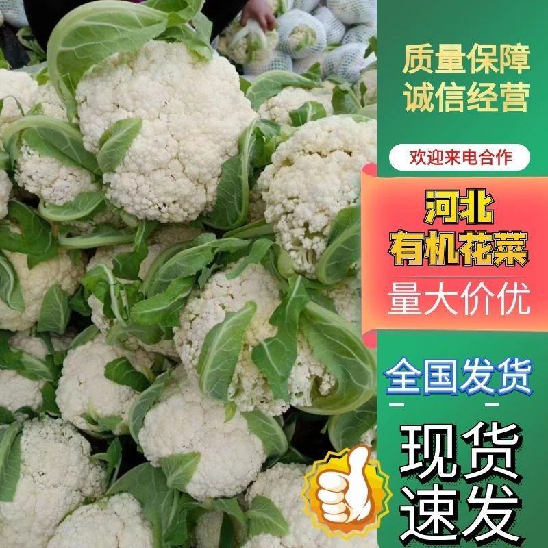 河北大量供应有机花菜产地一手货源质量保证视频看货