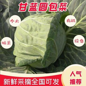 河北邯郸优质圆包菜产地直销一手货源新品种量大