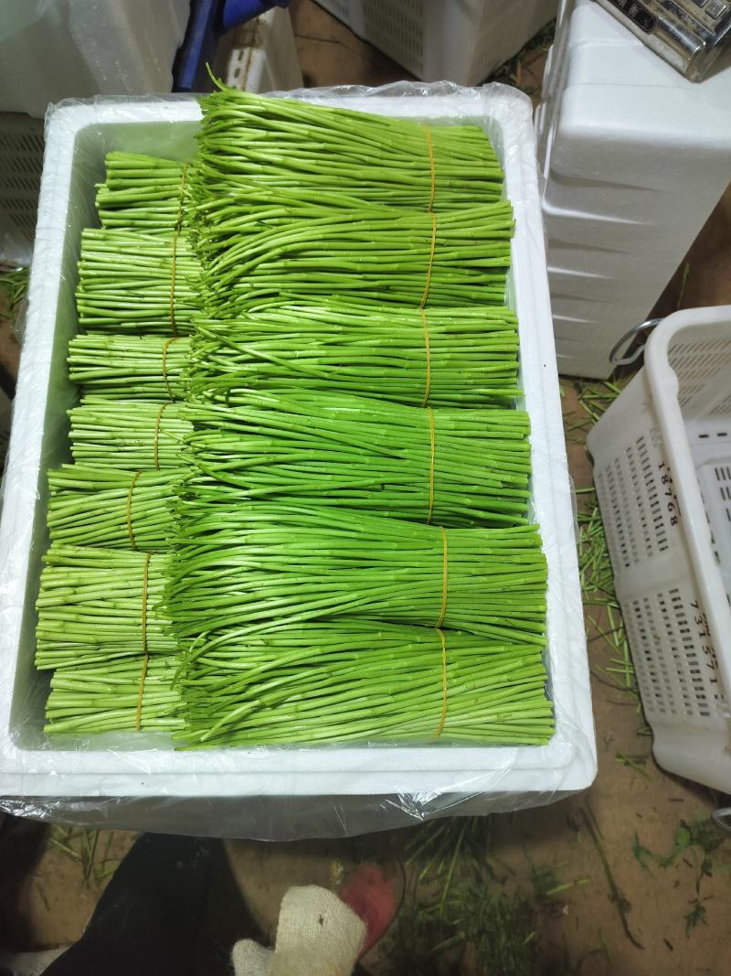 蔬菜黎蒿